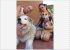 Una pareja adopta a 'Cisne', la perra que pasó tres años atada Una pareja adopta a 'Cisne', la perra que pasó tres años atada