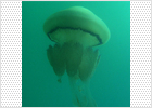 Las medusas se preparan en invierno