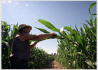La multinacional Monsanto prepara ensayos de maíz transgénico en Arteixo