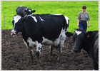 El campo dejará de vender la leche