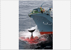 ¿Protege a las ballenas regular su caza? ¿Protege a las ballenas regular su caza?