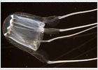 Un censo de medusas