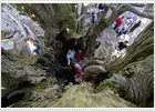 Un escudo para el árbol milenario