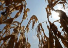 Otra crisis alimentaria, los mismos síntomas Otra crisis alimentaria, los mismos síntomas