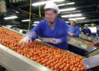 Los productores acusan a Rabat del hundimiento del tomate Los productores acusan a Rabat del hundimiento del tomate
