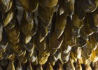 No a los alimentos españoles