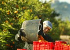 El suelo agrícola pierde hasta el 10% de su valor en cinco años El suelo agrícola pierde hasta el 10% de su valor en cinco años