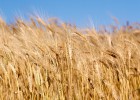 Los cereales esquivan la subida de precio pese a la caída de producción Los cereales esquivan la subida de precio pese a la caída de producción