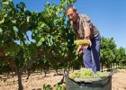 La vendimia arranca con los precios más bajos en 25 años