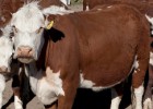 La carne roja recupera el vigor