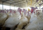 Productores de pollo y conejo denuncian ventas a pérdidas