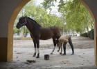 Fin de una crisis de caballo