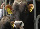 Dosis de semen que valen 50 euros