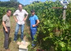 Viñedos que se vigilan por satélite Viñedos que se vigilan por satélite