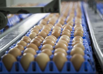 Estados Unidos vuelve a restringir las importaciones de huevos de la Unión Europea Estados Unidos vuelve a restringir las importaciones de huevos de la Unión Europea