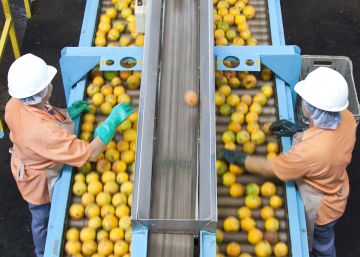 Cutrale, el frutero de Sudamérica Cutrale, el frutero de Sudamérica