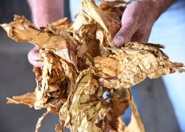 Crece la venta ilegal de hojas de tabaco para hacer picadura casera Crece la venta ilegal de hojas de tabaco para hacer picadura casera