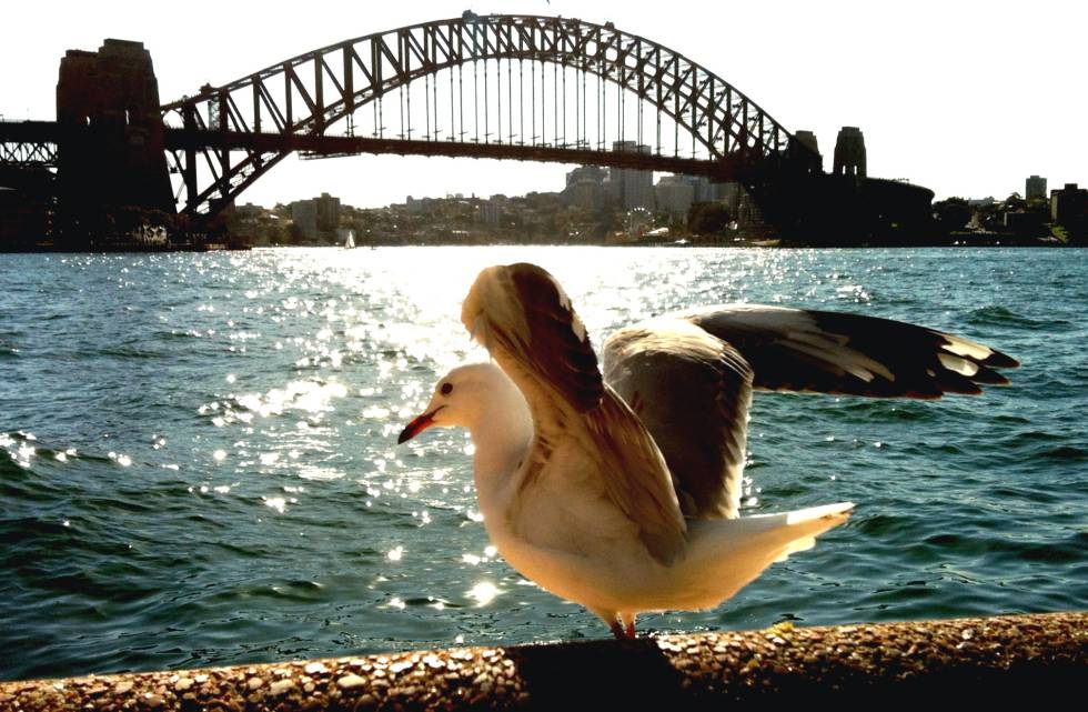 Una gaviota se posa en la bahía de Sídney.