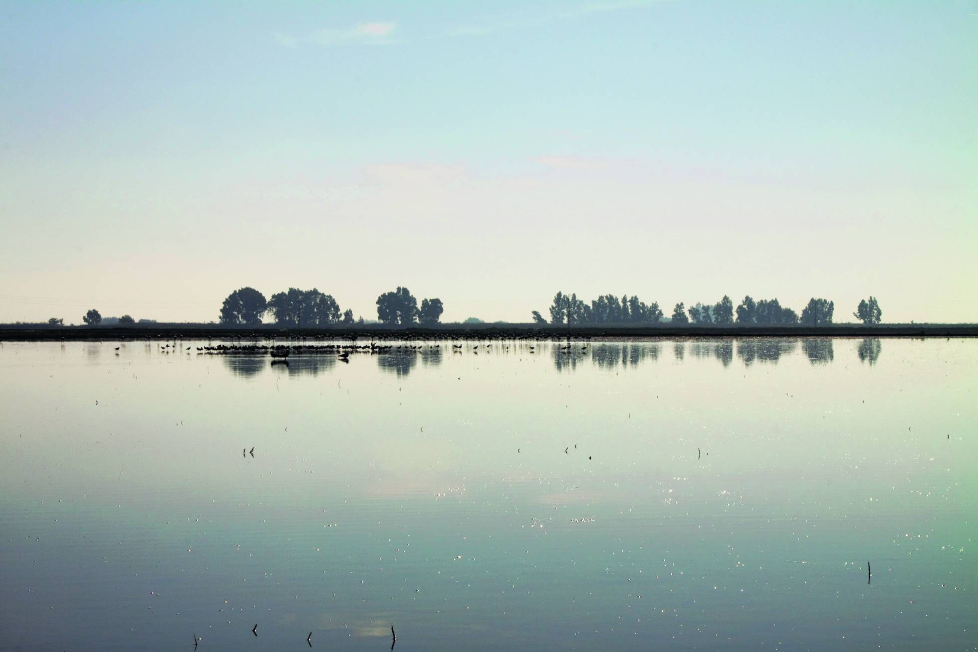 Arrozales en Isla Mayor. Arrozales en Isla Mayor.