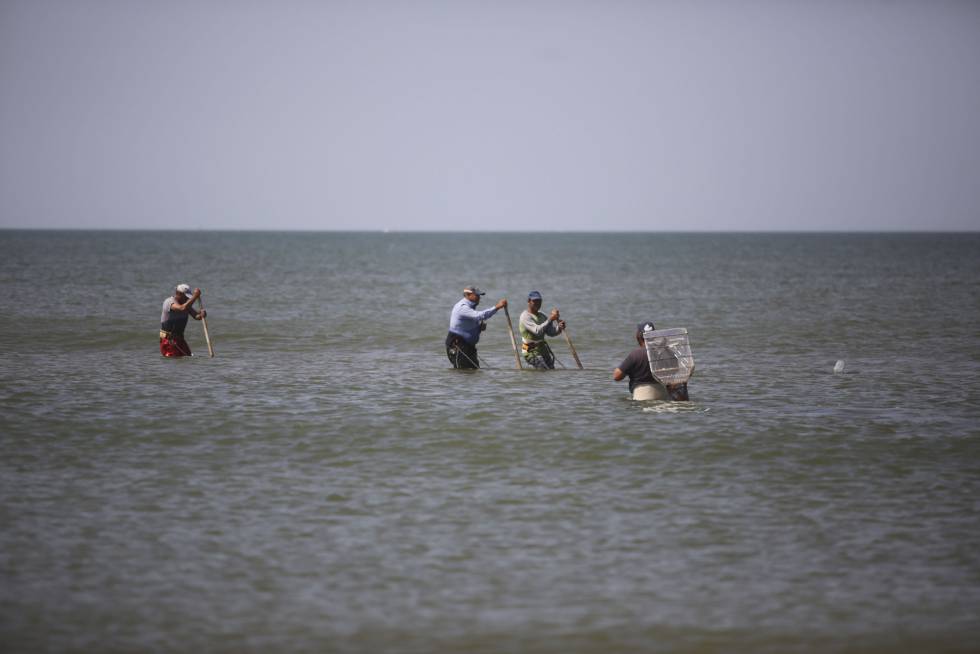 Un grupo de coquineros de Sanlucar de Barrameda en Doñana