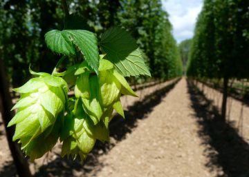 Un solo pueblo, el epicentro del cultivo de todo el lúpulo de España