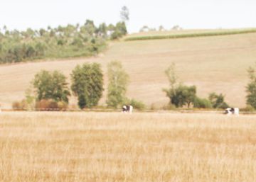 La sequía en Galicia ahoga al sector lácteo con pérdidas millonarias
