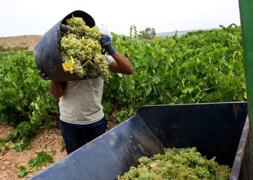La sequía frustra la previsión de año récord para el vino
