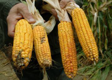 El nuevo orden en el sector agroquímico El nuevo orden en el sector agroquímico