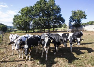 Agricultura negocia cómo recortar la producción láctea Agricultura negocia cómo recortar la producción láctea