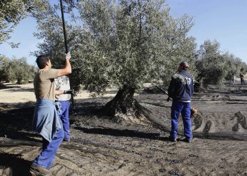 China quiere tener tantos olivos como Jaén
