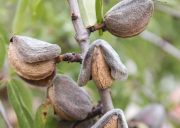 La almendra gana terreno en España