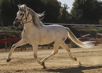 Un hombre entrena a un pura raza española momentos antes de participar en el Salón Internacional del Caballo (SICAB) de Sevilla.