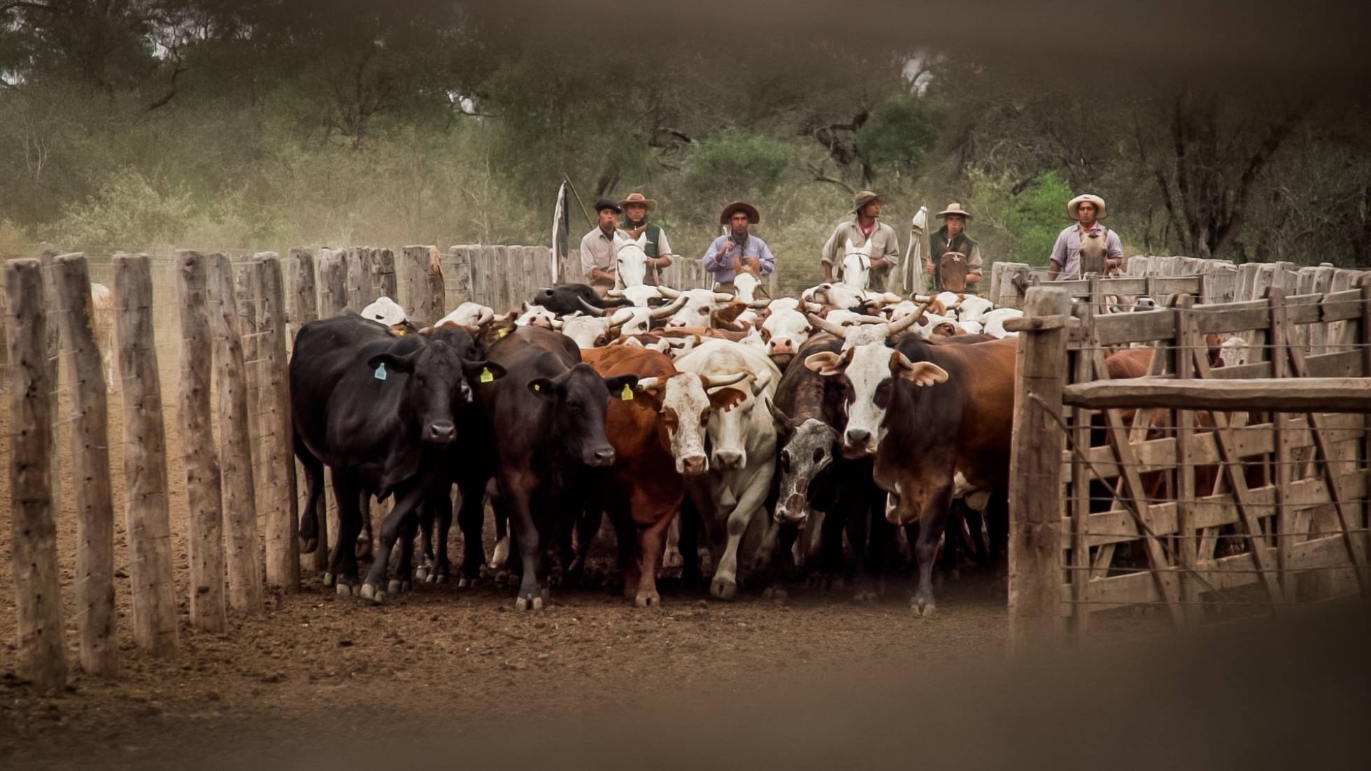 Estancia Los Pozos, una explotación de Cresud ubicada en la provincia argentina de Salta. Estancia Los Pozos, una explotación de Cresud ubicada en la provincia argentina de Salta.