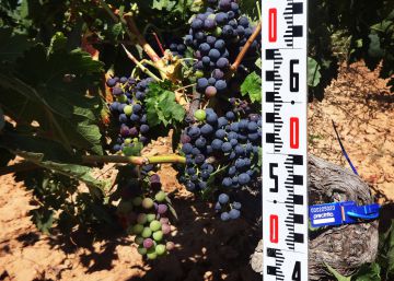 El arca de la Ribera del Duero