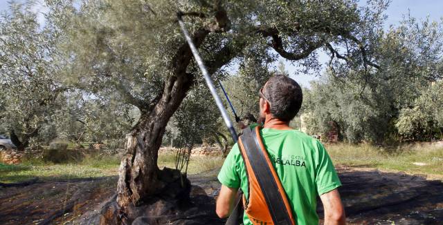 Un agricultor escoge olivas en una finca en El Perelló (Tarragona).