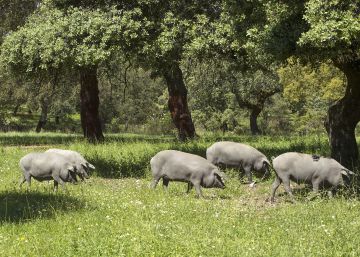 El sector Ibérico se une para blindarse frente al exterior