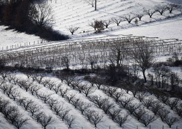 Las heladas arrasan los cultivos hortícolas en la UE y disparan los precios