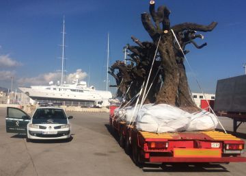 Arriba a les Balears el bacteri que va arrasar un milió d’oliveres a Itàlia