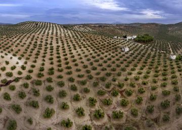 L’oli d’oliva assoleix el preu màxim en una dècada