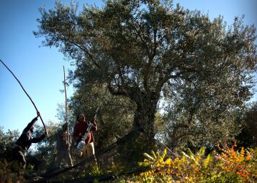 El aceite de oliva alcanza precios máximos en una década