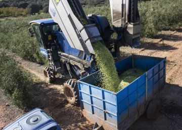 Los precios del aceite caen tras una gran cosecha olivarera