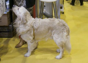 El sector de las mascotas factura en España más de 1.000 millones El sector de las mascotas factura en España más de 1.000 millones