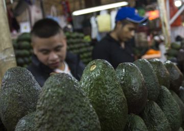México se aferra al ‘oro verde’ México se aferra al ‘oro verde’