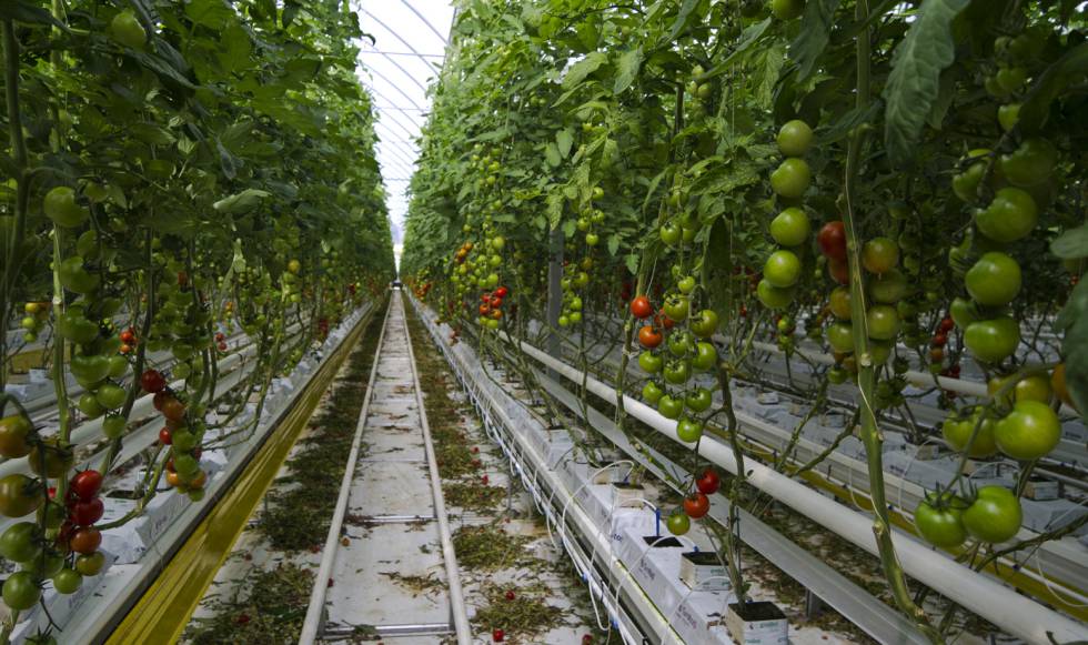 Tomates a todo gas Economía EL PAÍS