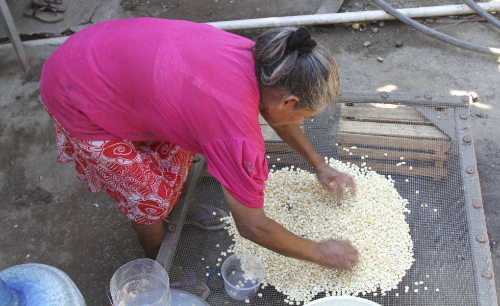 Una mujer que cultiva maíz para autoconsumo en Acapulco (Guerrero).