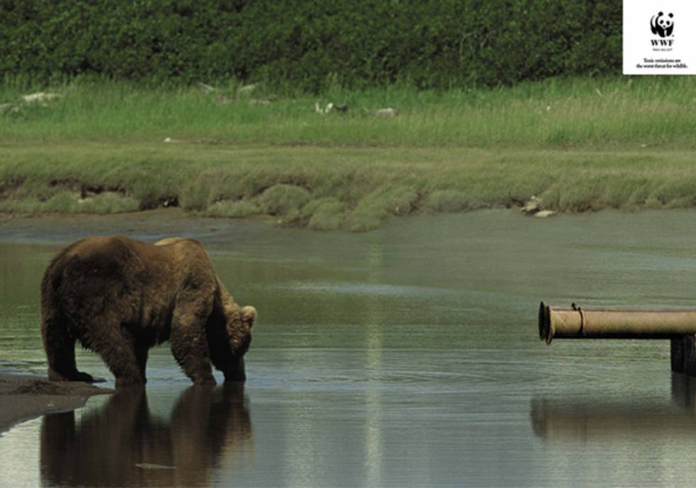 WWF, 56 años al servicio de la tierra