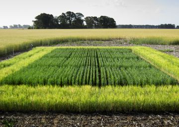 La apuesta verde de Bioceres La apuesta verde de Bioceres