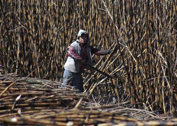 México cede ante EE UU para evitar aranceles en la exportación de azúcar México cede ante EE UU para evitar aranceles en la exportación de azúcar
