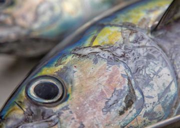 Atún de lata con pasaporte para arrinconar la pesca ilegal Atún de lata con pasaporte para arrinconar la pesca ilegal