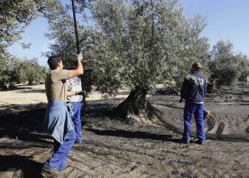 Italia compra más aceite de oliva español que nunca